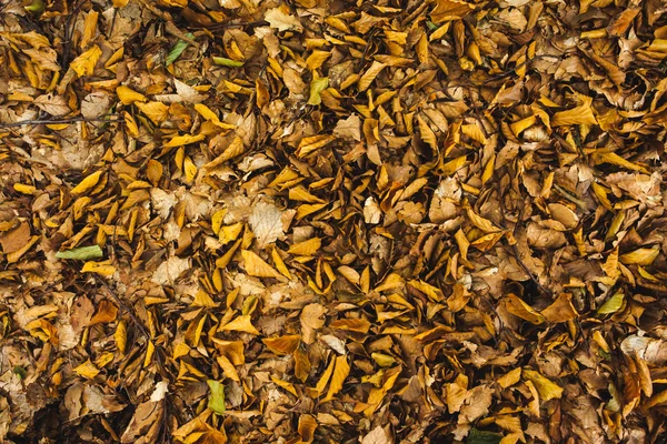 Detalj skott av torra löv — Stockfoto