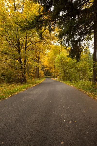 Route de campagne le long des arbres dans la forêt luxuriante — Photo