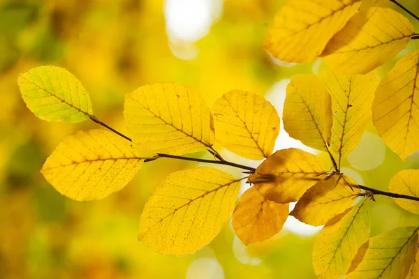 Autumnal leaves against blurred plants — Stock Photo, Image