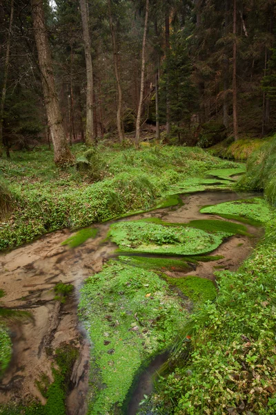 Narrows dry stream along in forest — Stock Photo, Image