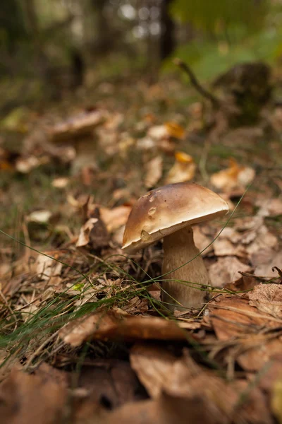 Mushroom on forest ground — Stock Photo, Image