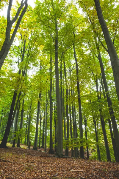 Árboles exuberantes en el bosque — Foto de Stock