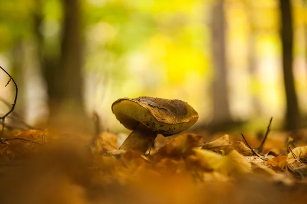 Close up shot of a mushroom on forest ground — Stock Photo, Image