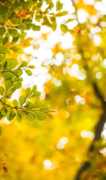 Plan détaillé des feuilles — Photo