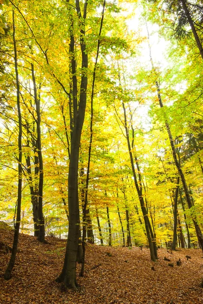 Trees in the autumnal forest — Stock Photo, Image