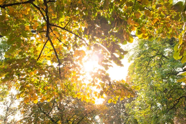 Ramas y hojas otoñales contra la luz del sol — Foto de Stock
