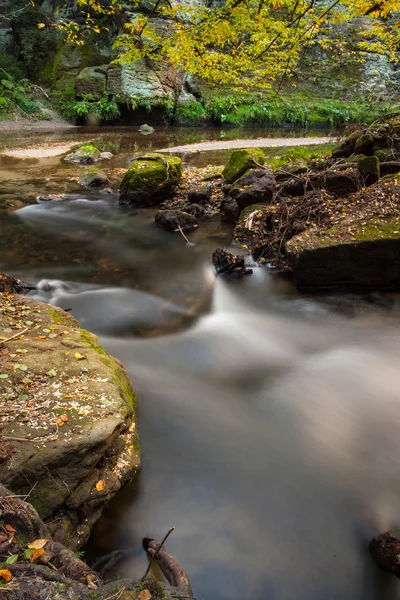 Rapids flowing along forest — Stock Photo, Image