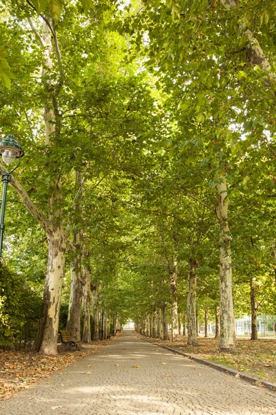 Caminhada ao longo de árvores alinhadas no parque — Fotografia de Stock