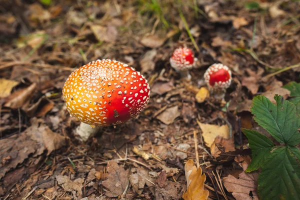 Mushroom forest ter plekke — Stockfoto