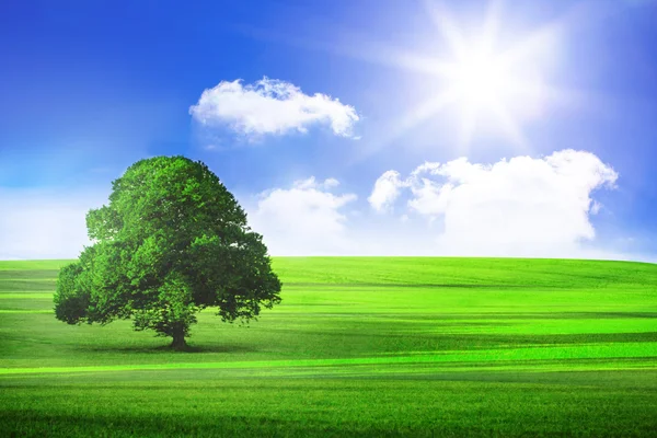 阳光灿烂的绿色景观 — 图库照片