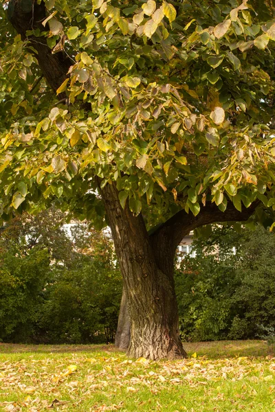 Large tree on meadow in the park — Stock Photo, Image