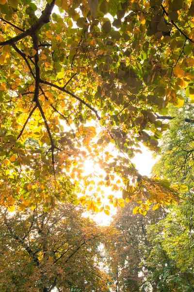 Branches and autumnal leaves against the sunlight — Stock Photo, Image