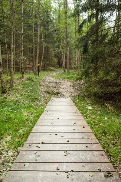 Wooden walkway along forest — Stock Photo, Image
