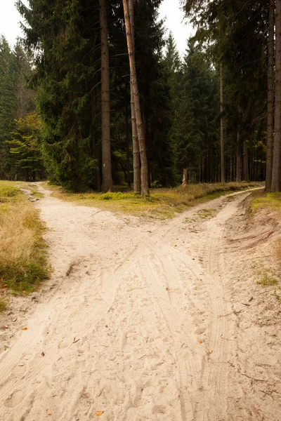 Narrow dirt road leading to two different track along trees — Stock Photo, Image