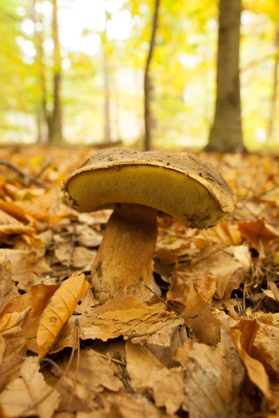 Close up of a mushroom on forest ground — Stock Photo, Image