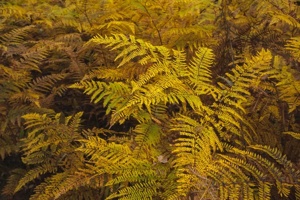 Autumnal ferns — Stock Photo, Image
