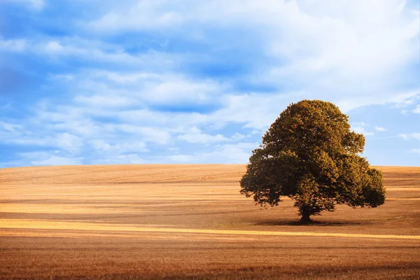 Güneşli kahverengi manzara — Stok fotoğraf