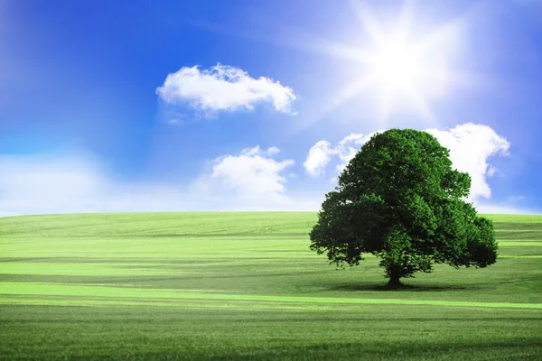 Sunny green landscape Royalty Free Stock Images