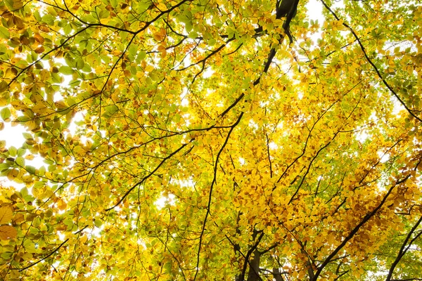 Гілки і осіннє листя — стокове фото