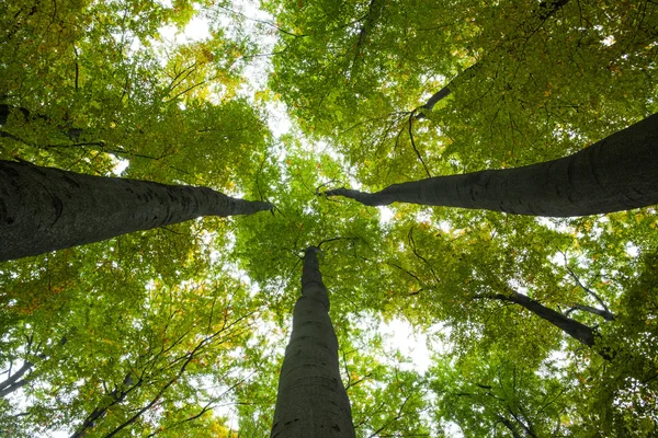 Vista de ángulo bajo de árboles altos — Foto de Stock