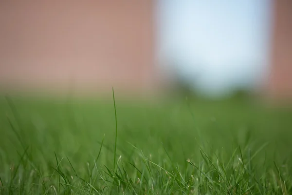 Close up of grass — Stock Photo, Image