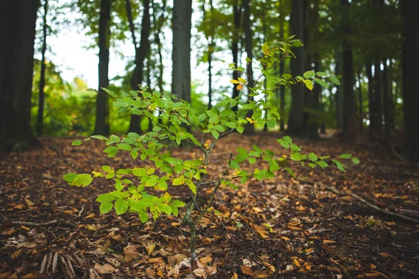 Young plant against tree trunks in forest — Stock Photo, Image