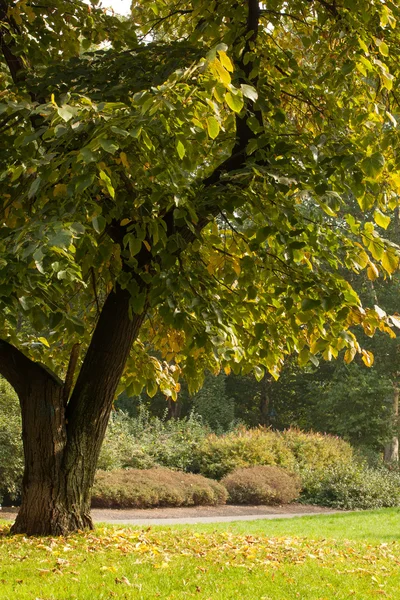 Trees and meadow in the park — Stock Photo, Image