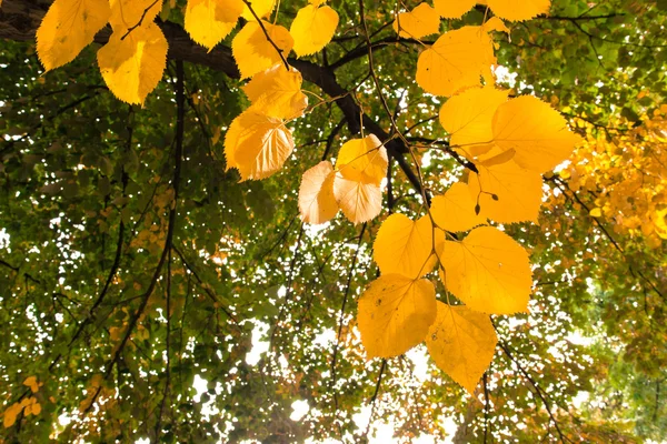 Autumnal leaves against plants — Stock Photo, Image