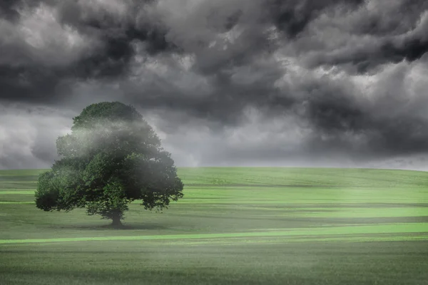 霧の深い緑の風景 — ストック写真