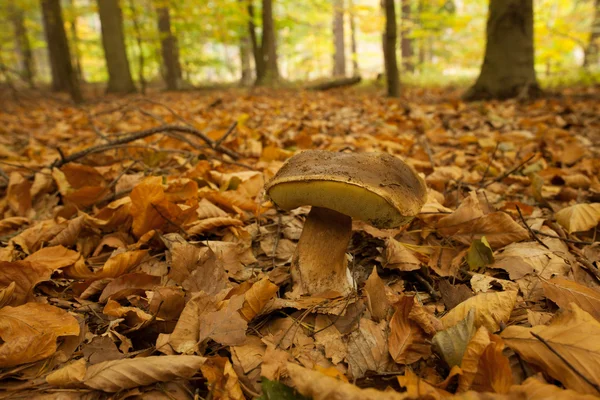Close up shot of a mushroom on forest ground — Stock Photo, Image