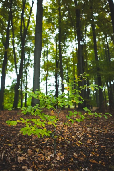 Mladá rostlina proti kmeny stromů v lese — Stock fotografie