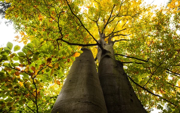 Blick auf große Bäume in geringem Winkel — Stockfoto