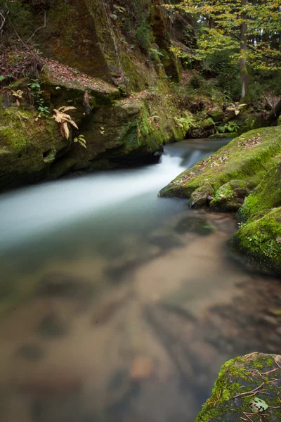 Close up of forest stream — Stock Photo, Image