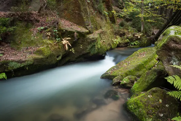 Rapids flowing along lush forest — Stock Photo, Image