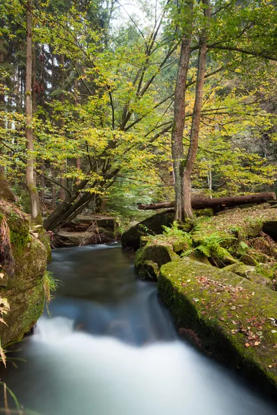 Rapids flowing along lush forest — Stock Photo, Image