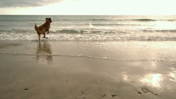 Cão correndo em direção ao mar — Vídeo de Stock