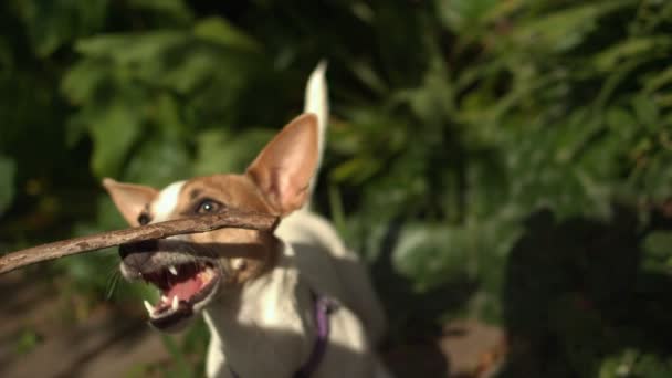 Hunden fånga stick — Stockvideo