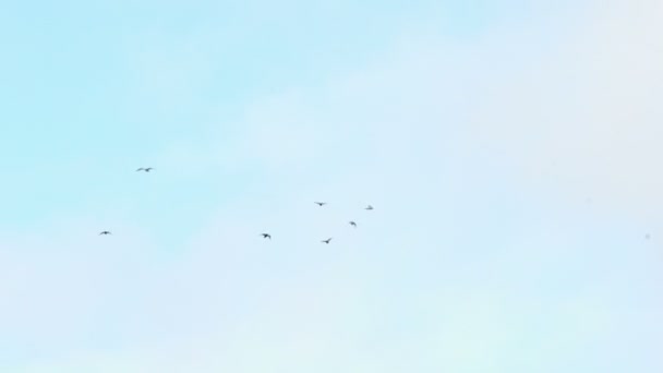 Gaviotas volando en el cielo azul — Vídeo de stock