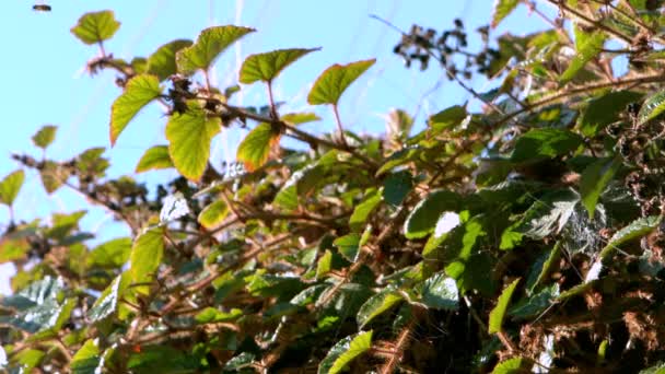 Wasp flying over a bush — Stock Video