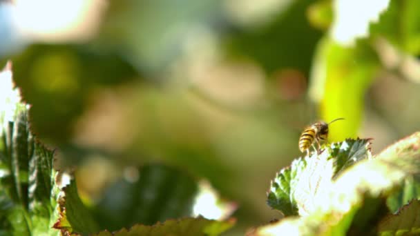 Wasp vliegen uit een bush — Stockvideo