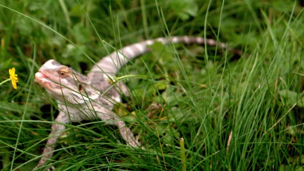Γενειοφόρος δράκος τρώει ένα βατράχιο στο γρασίδι — Αρχείο Βίντεο