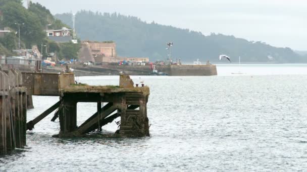 Sirályok repülnek át a harbour — Stock videók