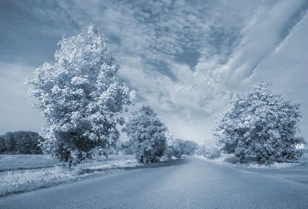 Route de campagne goudronnée le long des arbres et du paysage — Photo