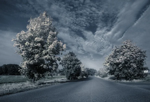 Пустой асфальт сельской дороги вдоль деревьев и ландшафта — стоковое фото