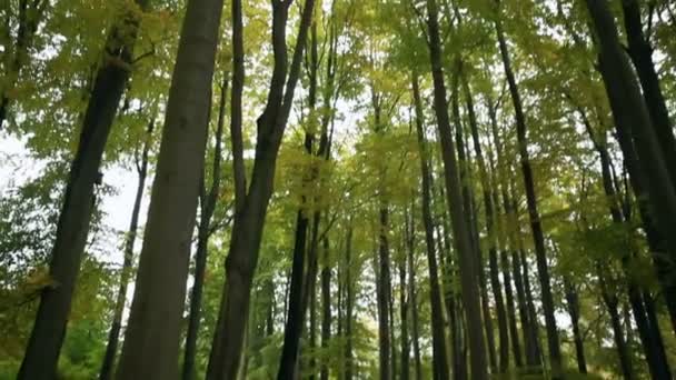 Низкоугольный снимок величественных гигантских деревьев — стоковое видео