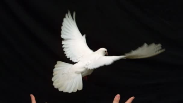 Hands releasing a white dove of peace — Stock Video