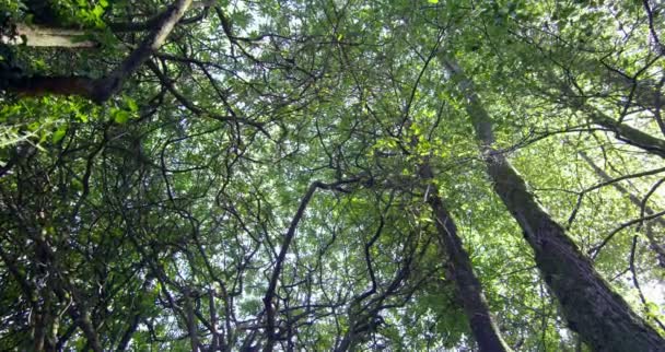 Κάμερα κοιτάζοντας τα ψηλά δέντρα, σε ένα δάσος — Αρχείο Βίντεο
