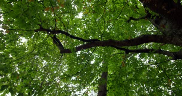 Low angle view of tall green tree — Stock Video