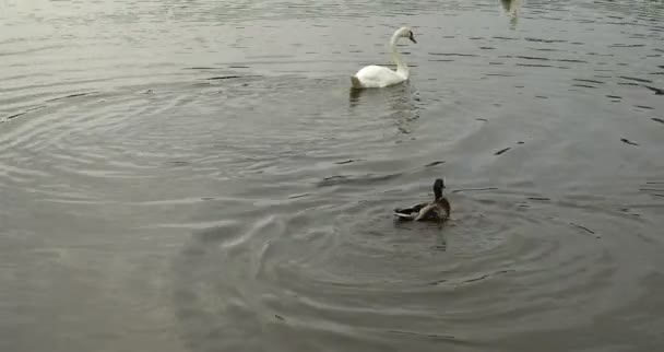 Kacsa, és a vízben úszó hattyú — Stock videók