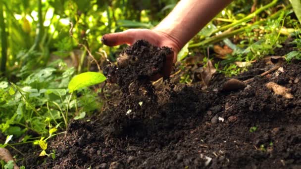 Main tirant une pomme de terre du sol — Video